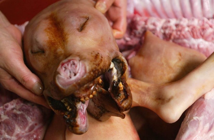 The dogs in Korean cuisine