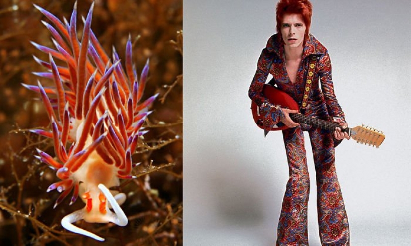 The great David Bowie and his counterparts, sea slugs