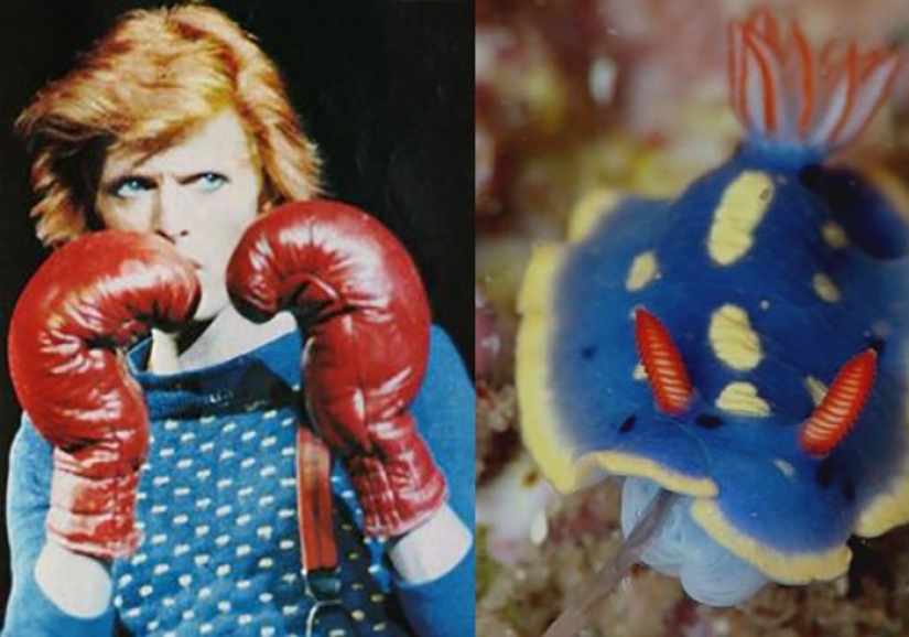The great David Bowie and his counterparts, sea slugs