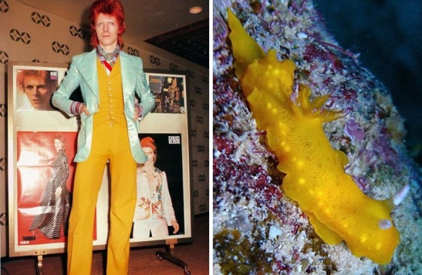 The great David Bowie and his counterparts, sea slugs