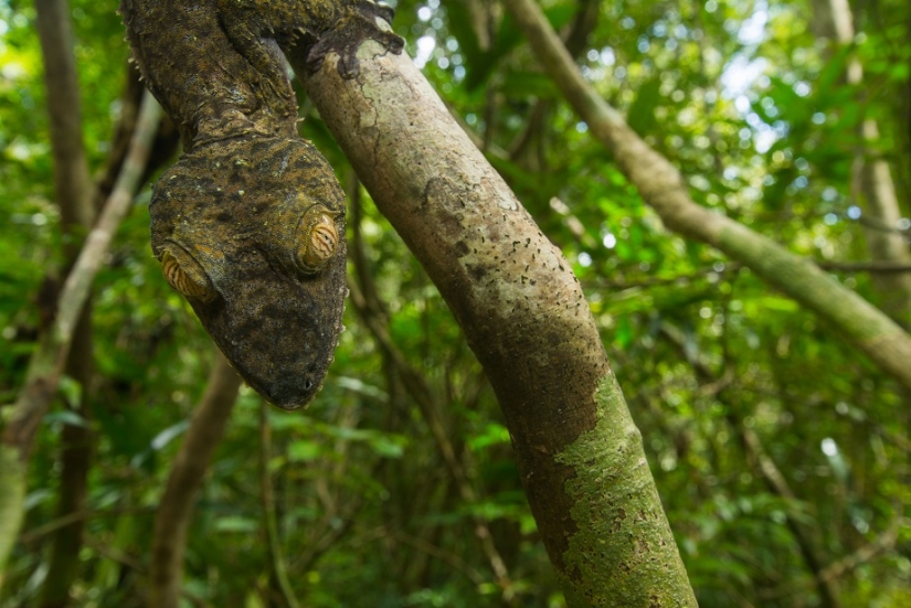 The grinning Gecko is a master of camouflage The grinning Gecko is a master of camouflage
