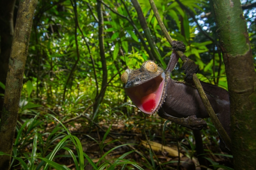 The grinning Gecko is a master of camouflage The grinning Gecko is a master of camouflage