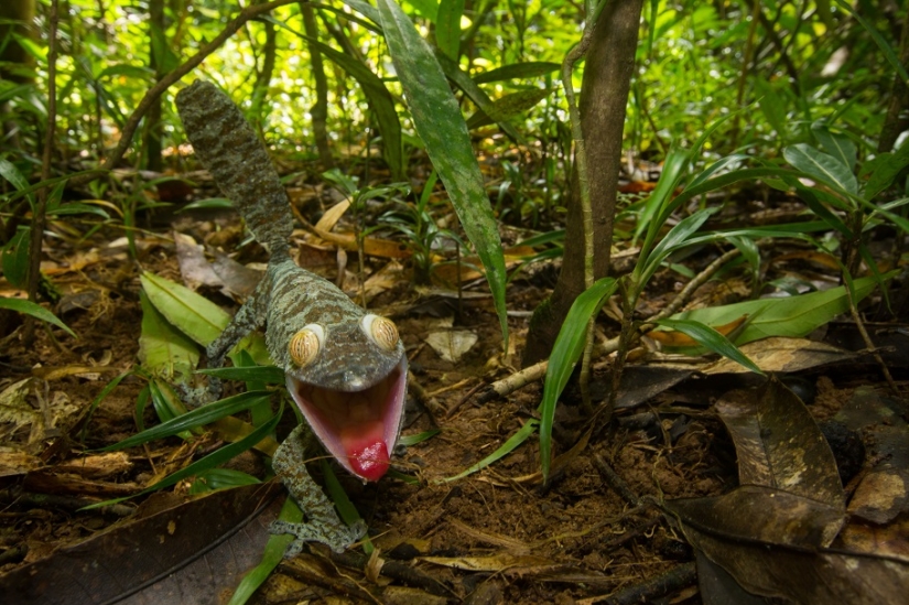 The grinning Gecko is a master of camouflage The grinning Gecko is a master of camouflage