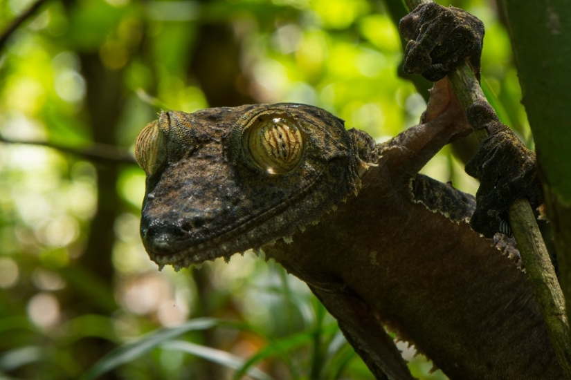 The grinning Gecko is a master of camouflage The grinning Gecko is a master of camouflage