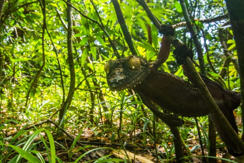 The grinning Gecko is a master of camouflage The grinning Gecko is a master of camouflage