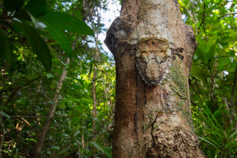 The grinning Gecko is a master of camouflage The grinning Gecko is a master of camouflage