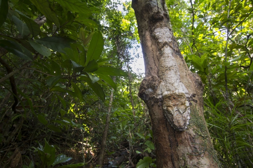 The grinning Gecko is a master of camouflage The grinning Gecko is a master of camouflage
