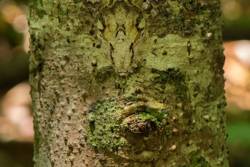 The grinning Gecko is a master of camouflage The grinning Gecko is a master of camouflage