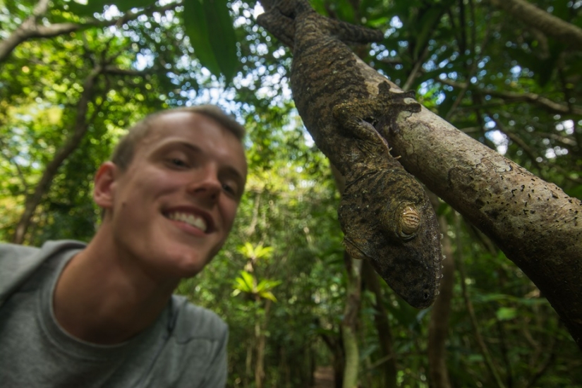 The grinning Gecko is a master of camouflage The grinning Gecko is a master of camouflage