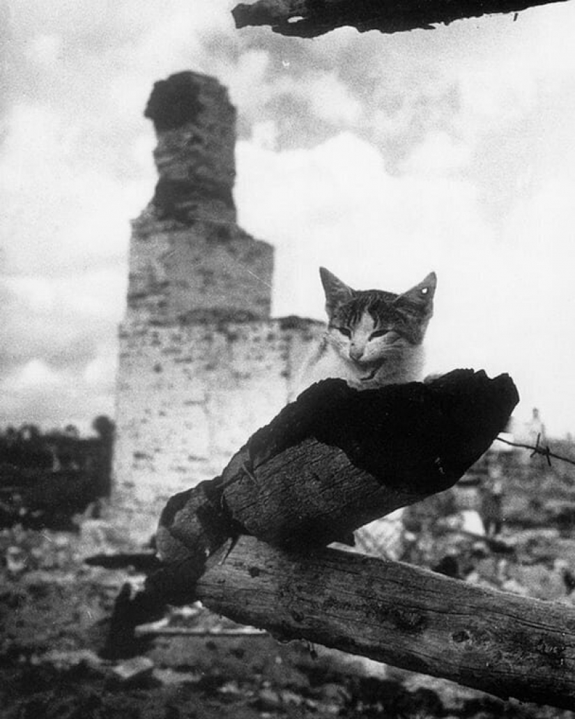 The guy from Riga breathes life into an old Soviet photo, forcing them to move