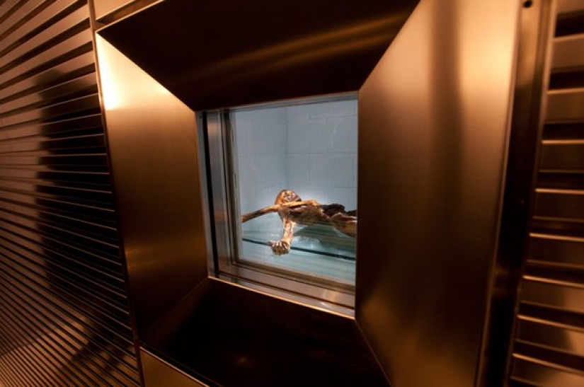 The "ice man", the oldest mummy found in Europe The "ice man", the oldest mummy found in Europe