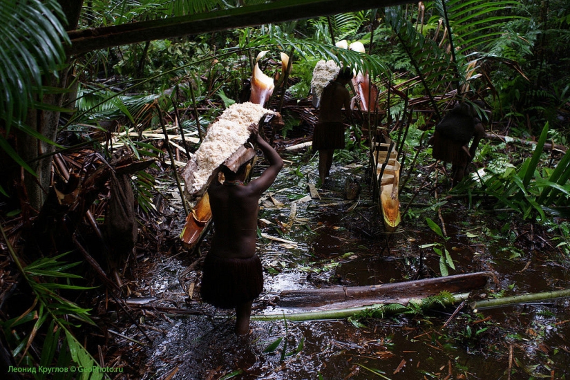 The korowai people: people living on trees The korowai people: people living on trees