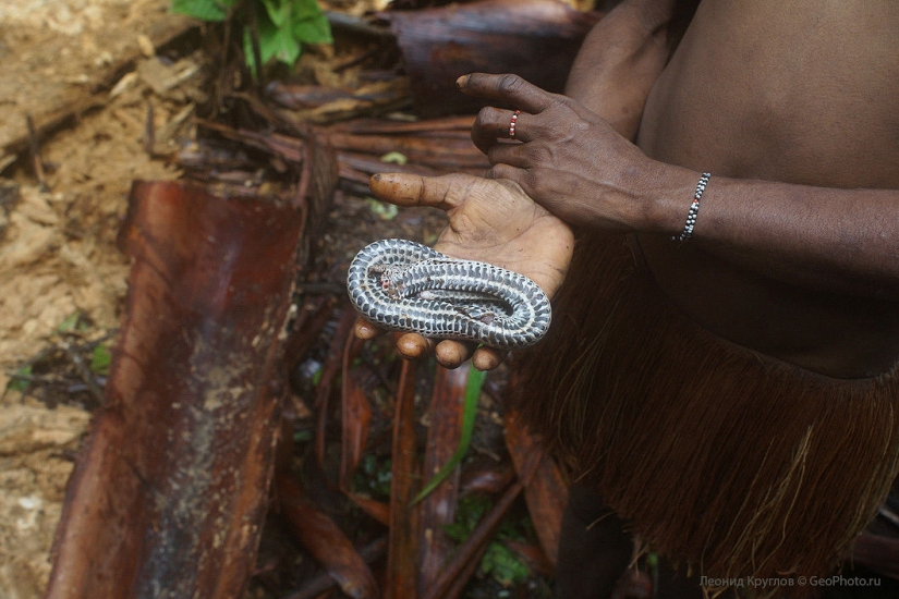 The korowai people: people living on trees The korowai people: people living on trees