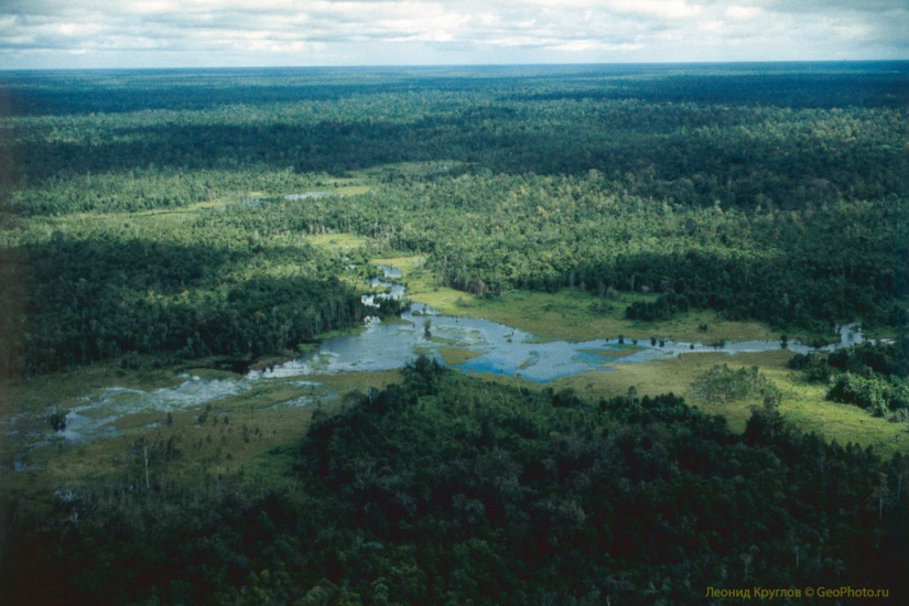 The korowai people: people living on trees The korowai people: people living on trees