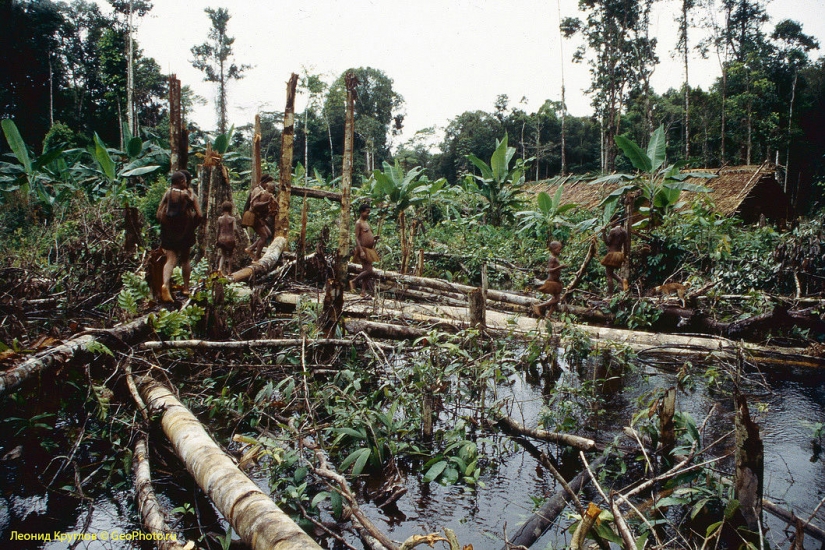 The korowai people: people living on trees The korowai people: people living on trees