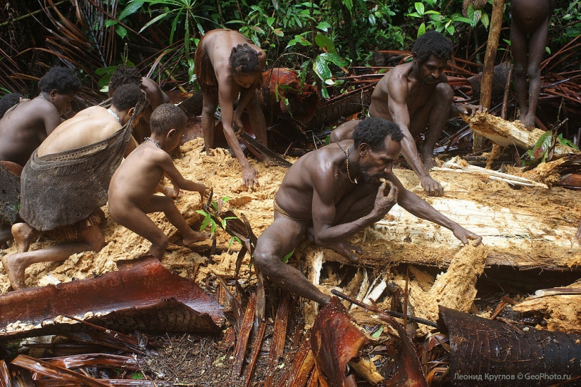 The korowai people: people living on trees The korowai people: people living on trees