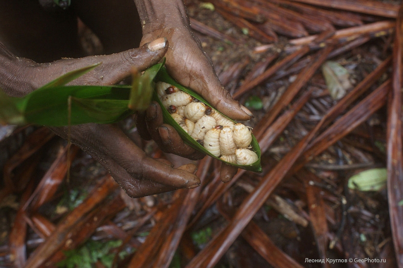The korowai people: people living on trees The korowai people: people living on trees
