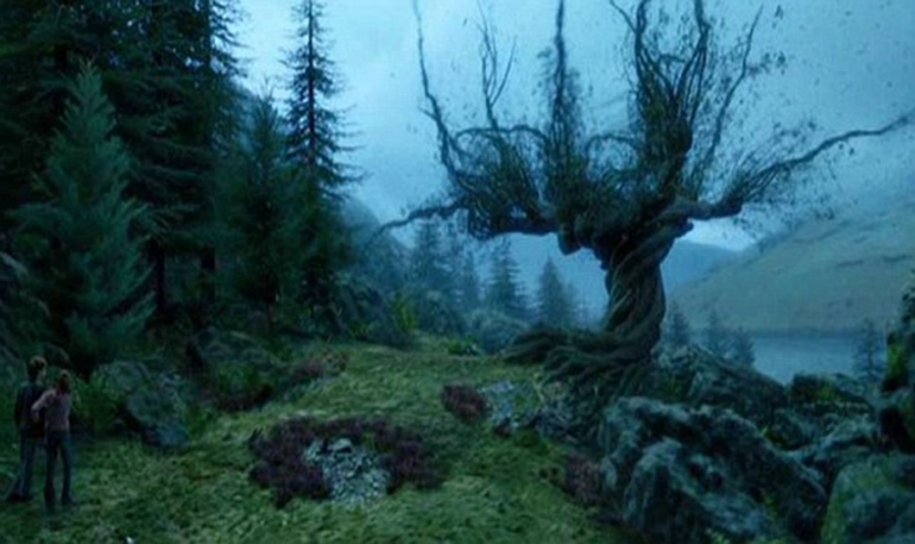 The most famous trees in the world, famous in cinema, music and painting The most famous trees in the world, famous in cinema, music and painting