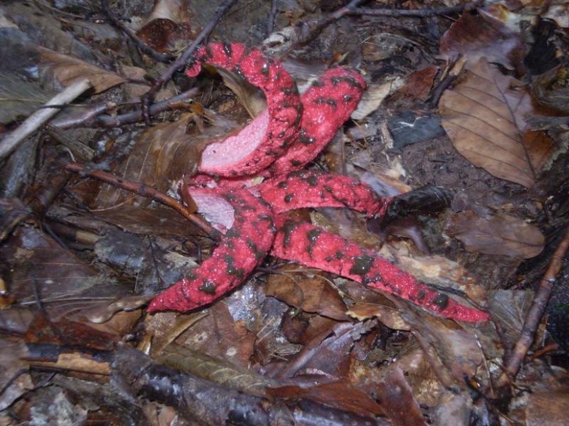 The most scary plants in the world that grow, may your house