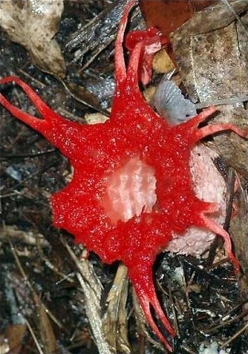 The most scary plants in the world that grow, may your house