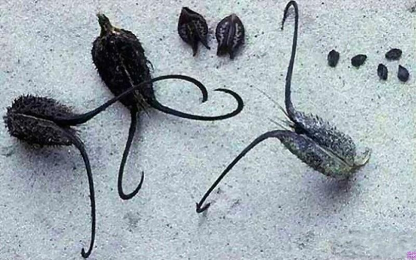 The most scary plants in the world that grow, may your house