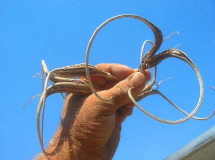 The most scary plants in the world that grow, may your house