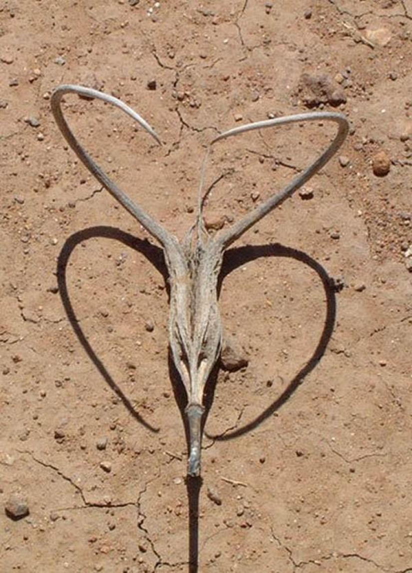 The most scary plants in the world that grow, may your house