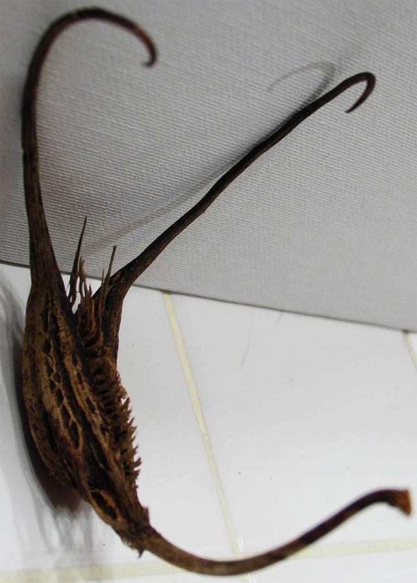 The most scary plants in the world that grow, may your house