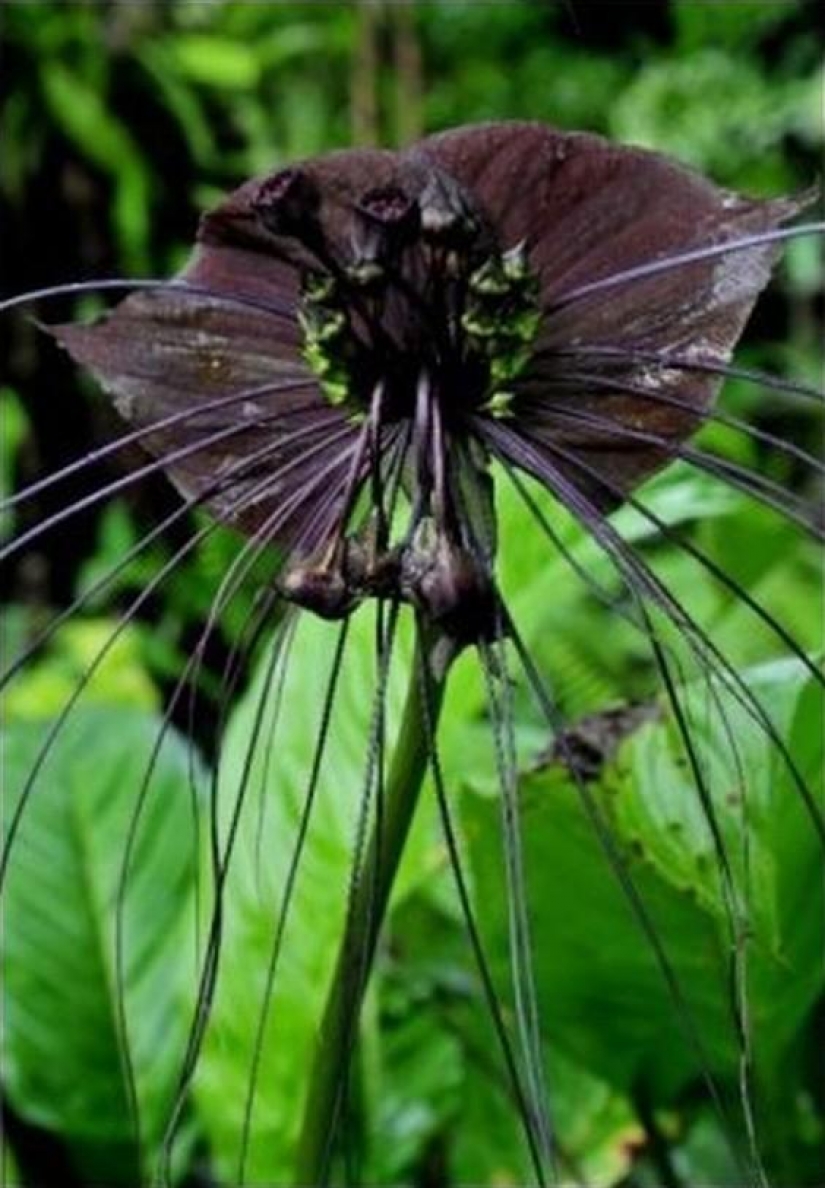 The most scary plants in the world that grow, may your house