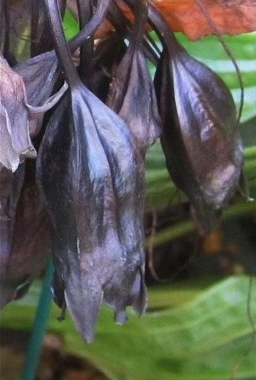 The most scary plants in the world that grow, may your house