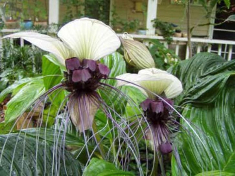 The most scary plants in the world that grow, may your house