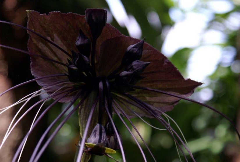 The most scary plants in the world that grow, may your house