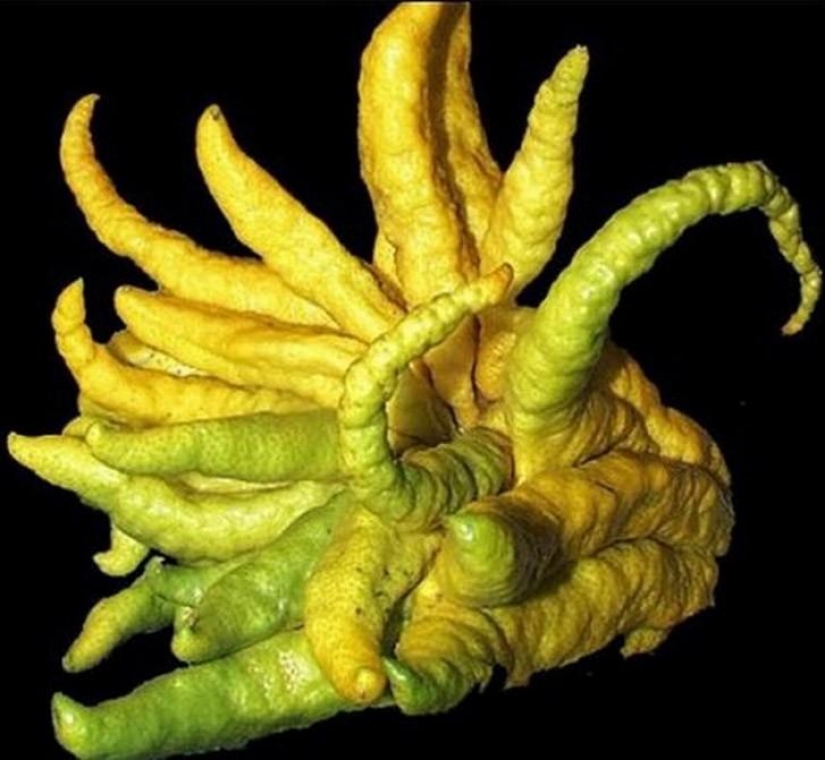 The most scary plants in the world that grow, may your house