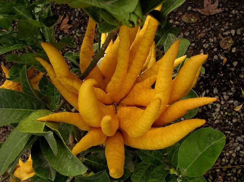 The most scary plants in the world that grow, may your house