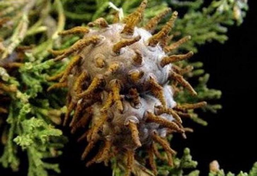 The most scary plants in the world that grow, may your house