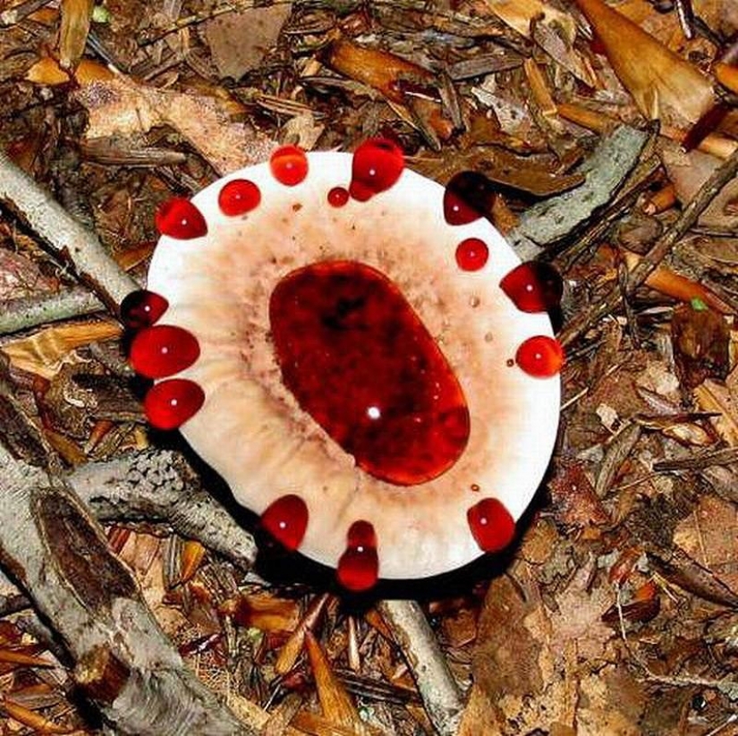 The most scary plants in the world that grow, may your house