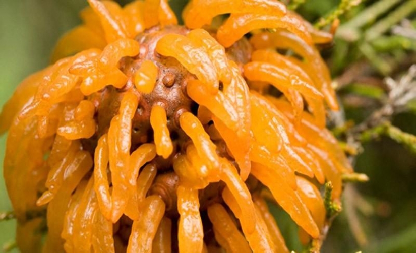 The most scary plants in the world that grow, may your house