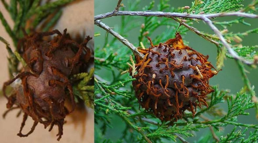 The most scary plants in the world that grow, may your house