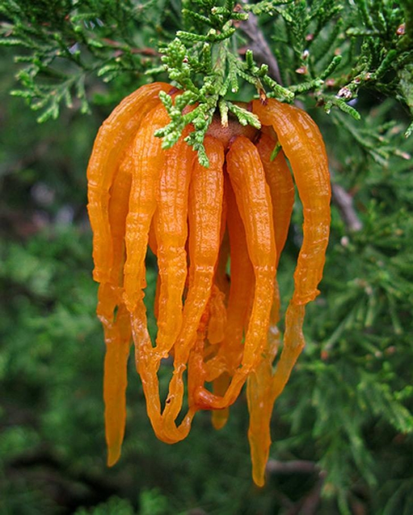 The most scary plants in the world that grow, may your house