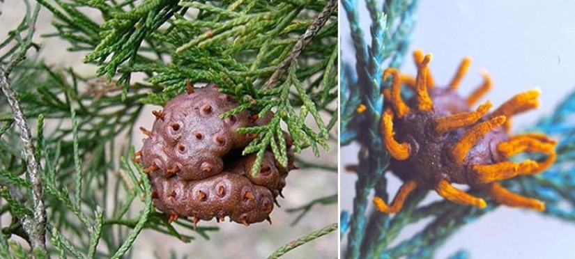 The most scary plants in the world that grow, may your house