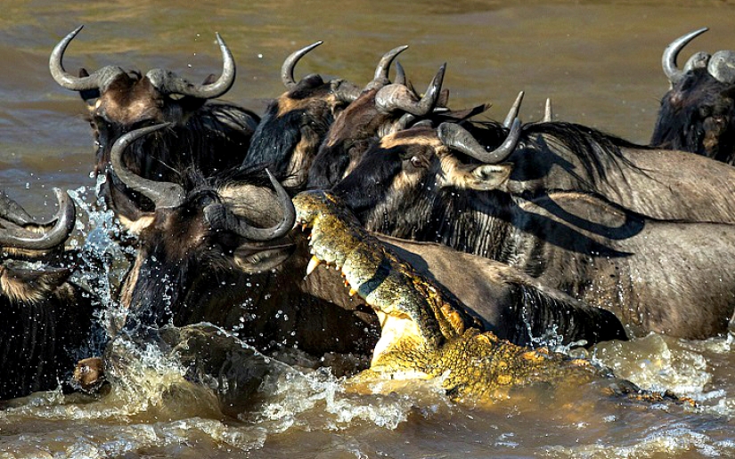 The most spectacular show in the wild The most spectacular show in the wild