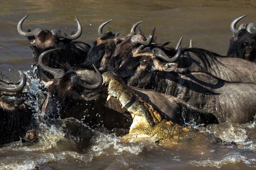 The most spectacular show in the wild The most spectacular show in the wild