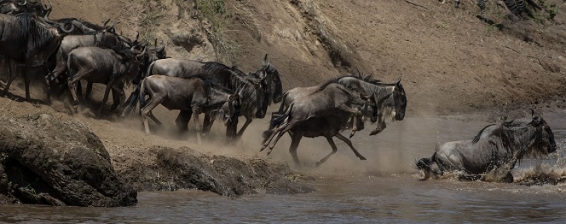 The most spectacular show in the wild The most spectacular show in the wild