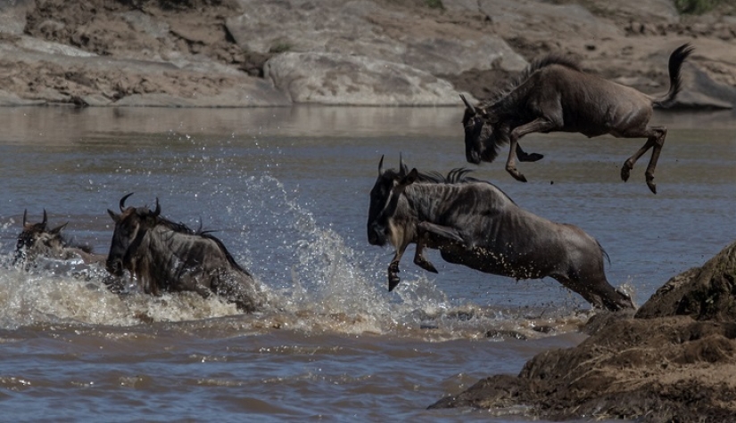 The most spectacular show in the wild The most spectacular show in the wild