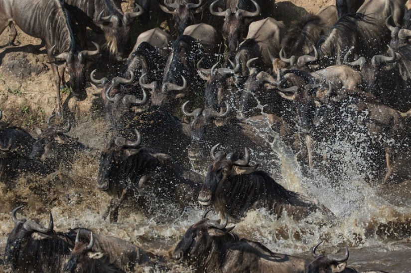 The most spectacular show in the wild The most spectacular show in the wild