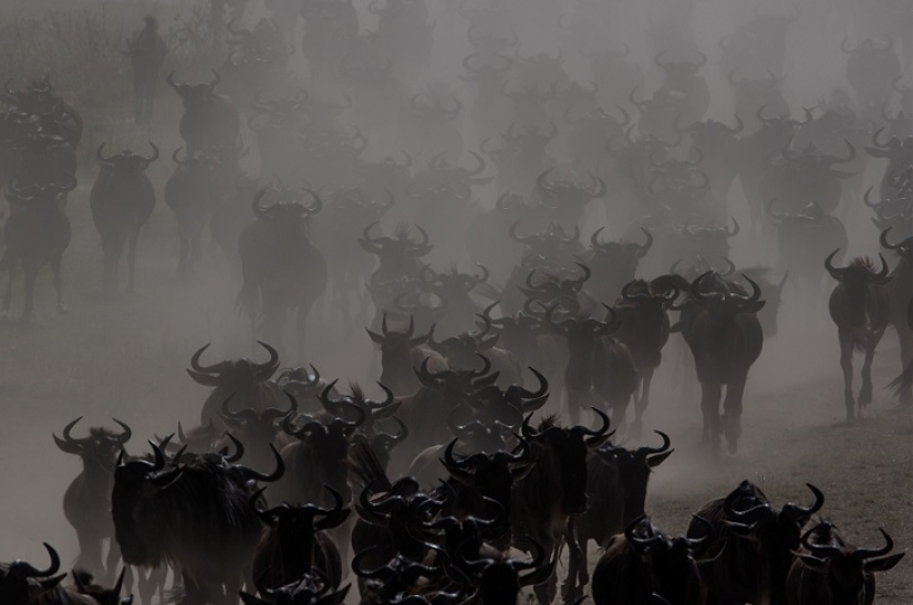 The most spectacular show in the wild The most spectacular show in the wild