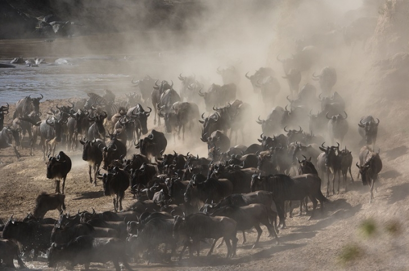 The most spectacular show in the wild The most spectacular show in the wild