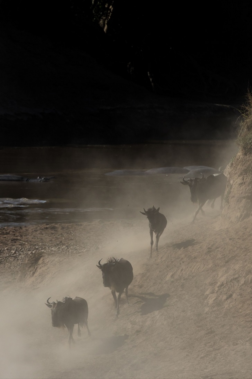 The most spectacular show in the wild The most spectacular show in the wild