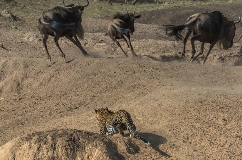 The most spectacular show in the wild The most spectacular show in the wild