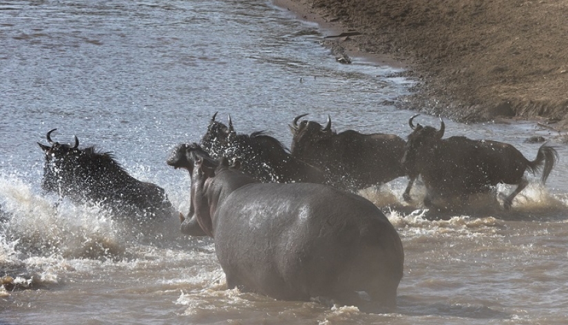 The most spectacular show in the wild The most spectacular show in the wild